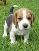Beagle tricolor