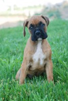 Boxer
