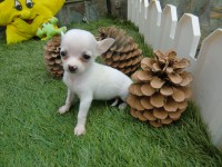Chihuahua