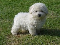 French poodle