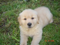 Golden retriever