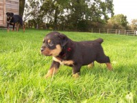 Rottweiler