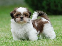 Shih tzu