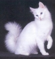 Angora
