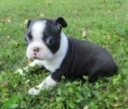 Boston terrier