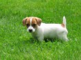 Jack russell terrier