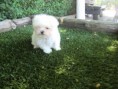 Bichon maltes