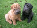 Sharpei