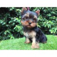 Yorkshire terrier